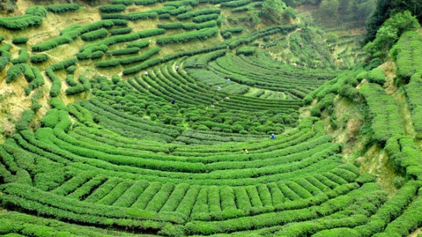 Trung Quốc tiêu thụ chè lớn nhất thế giới