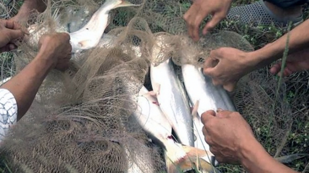 Nuôi cá bông lau trong ao đất