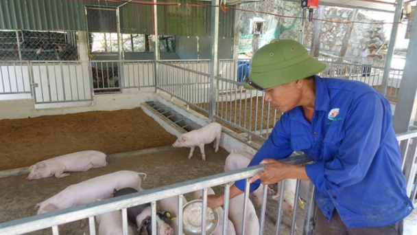 Bài 8: Giải pháp nào cho chăn nuôi nông hộ, trang trại?