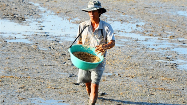 ĐBSCL: Xuống giống sớm để né rầy, hạn mặn