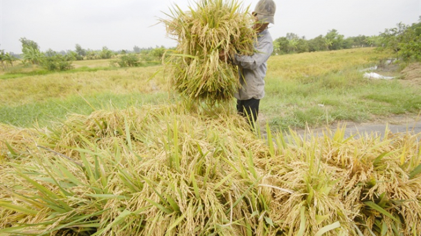 Đồng Tháp: Triển khai thí điểm bảo hiểm cây lúa