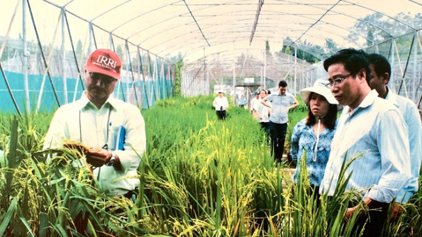 Giống lúa chủ lực cho ĐBSCL: Vang danh OM xuất khẩu