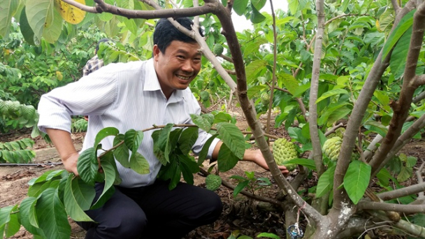 Na Hoàng Hậu đậu quả ngọt ở Đông Trường Sơn