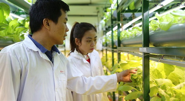 Những cánh đồng không bao giờ 'tắt nắng'