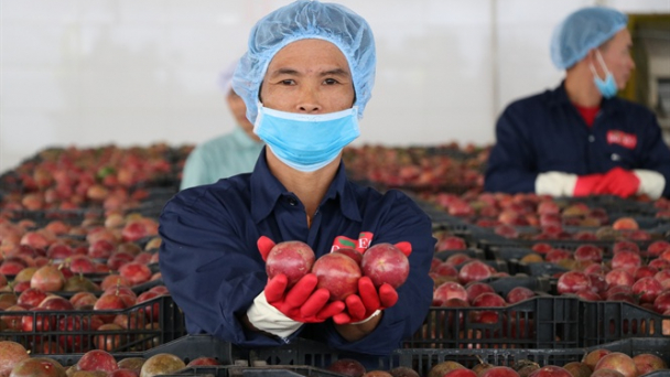 Doveco sẽ thu mua hàng trăm ngàn tấn rau quả mỗi năm ở Tây Nguyên