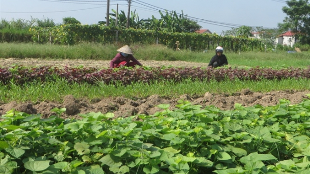 Vĩnh Phúc: Nâng lên tầm vóc mới
