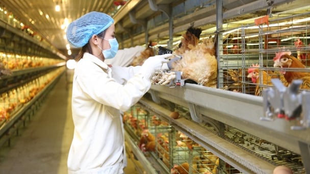 Dabaco là doanh nghiệp đầu tiên xử lí triệt để bệnh viêm khớp MS trên gà