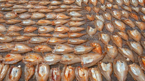 Phát triển đặc sản cá tép dầu sông Đà