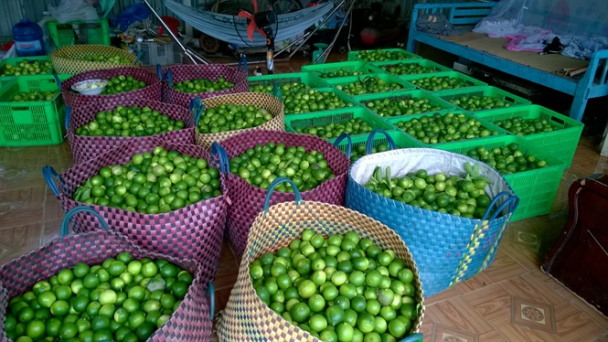 Ăn nên làm ra nhờ chanh không hạt