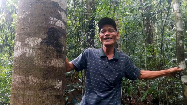 Để rừng lim trăm năm xanh mãi