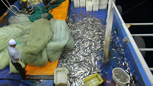 Giữ nguồn lợi biển