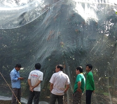 'Chắp cánh' cho trái vú sữa Kế Sách