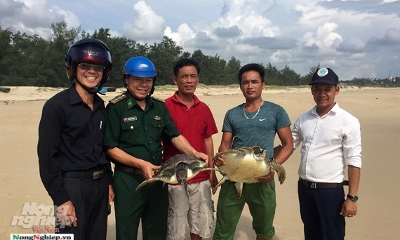 Cứu hộ thành công cá thể rùa biển nặng 7kg mắc lưới