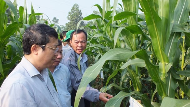 Triển vọng giống 'ngô nội' chống chịu sâu keo mùa thu