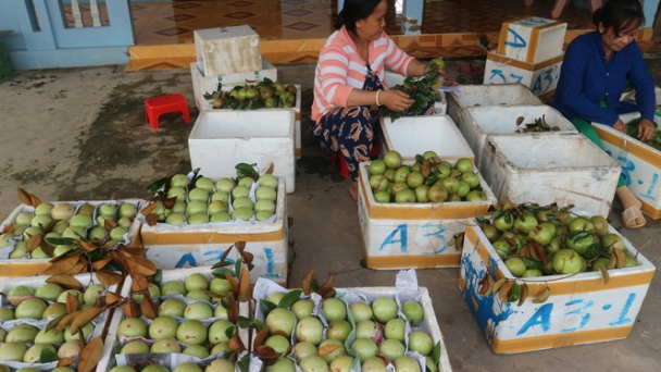 Đổi đời nhờ cây vú sữa