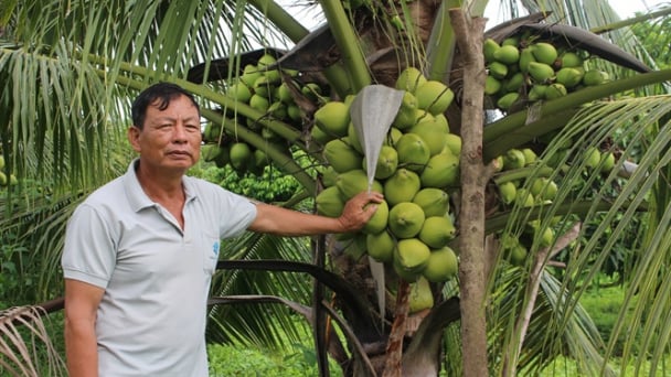 Cây ăn trái miền Tây 'đổ bộ' vùng biên giới