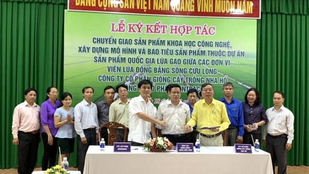 Xây dựng mô hình sản xuất 100ha và bao tiêu sản phẩm quốc gia lúa gạo