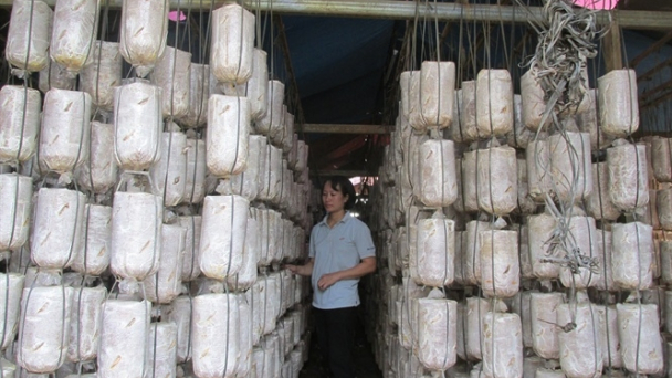Liên kết sản xuất nấm