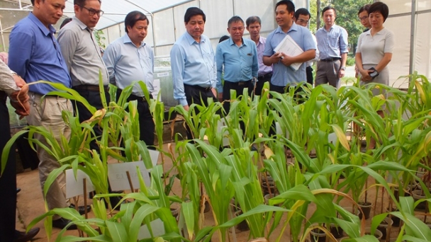 Những thức ăn 'khoái khẩu' của sâu keo mùa thu