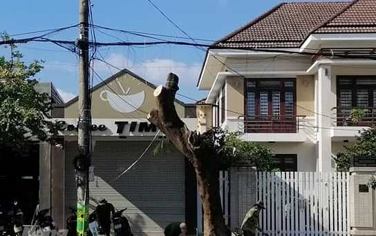 Quảng Trị: Hàng trăm cây xanh đô thị bị đốn hạ để thay thế