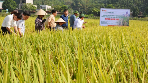 Triển vọng giống lúa thuần Hưng Long 555