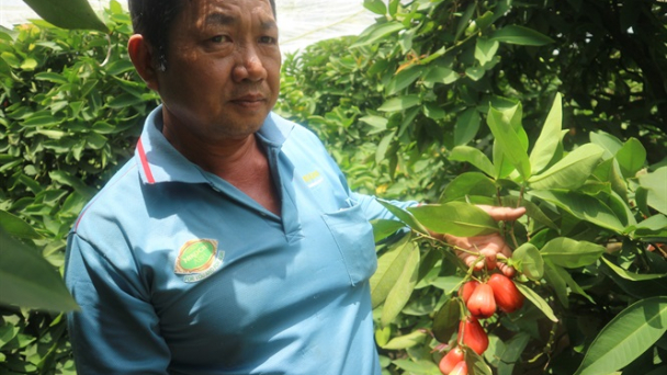 Mận An Phước 'ban phước' cho cù lao Tân Lộc