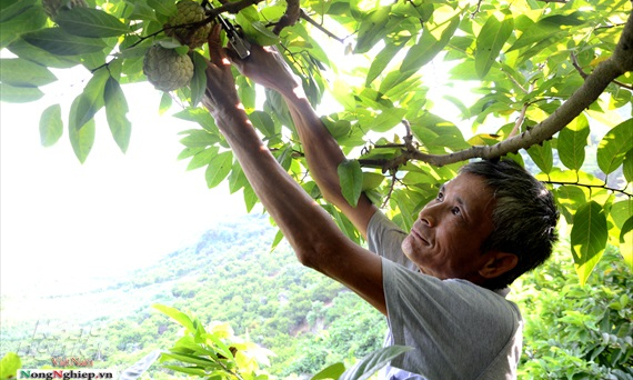 Tuyên Quang: Na được giá, người dân thu về tiền tỷ