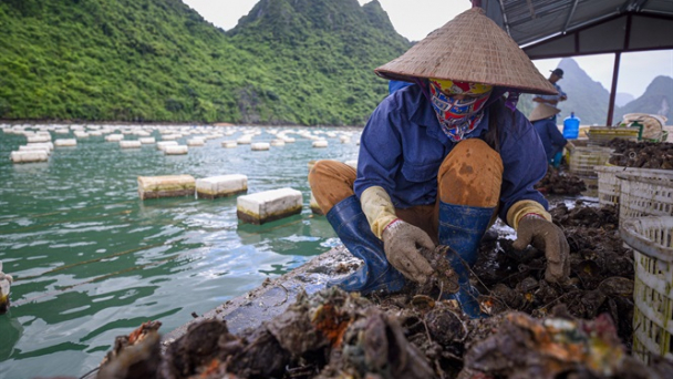 Khám phá quá trình thu hoạch, chế biến ở 'thủ phủ hàu' Vân Đồn