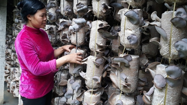Trồng nấm lãi 150 triệu đồng/năm