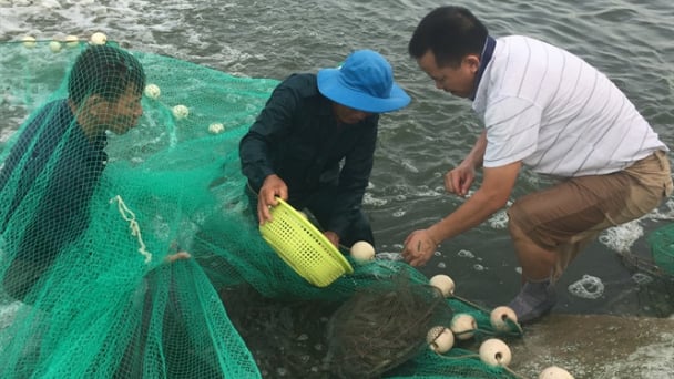 Xây dựng mô hình nuôi tôm sú bền vững