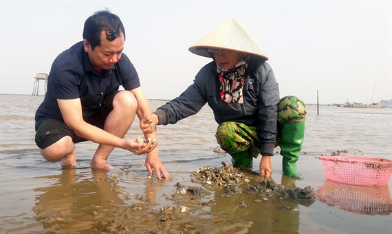 Thanh Hóa: Ngao há miệng, người 'há mồm'
