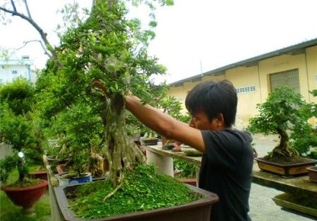 Tập huấn trồng và chăm sóc bonsai, tiểu cảnh, non bộ