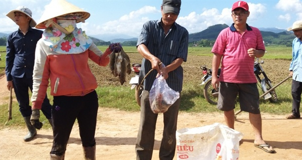 Lo chống 'giặc' chuột