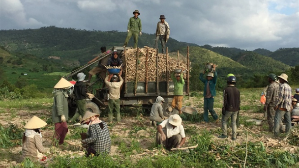 Gia Lai: Một mùa mỳ thất bát