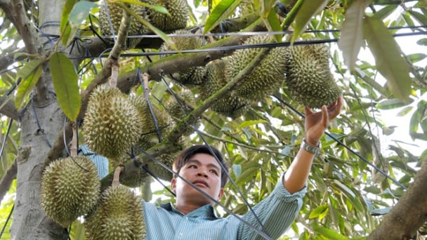 Bón phân BM nâng năng suất sầu riêng