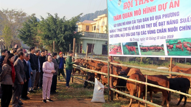 Cải tạo đàn bò hiệu quả