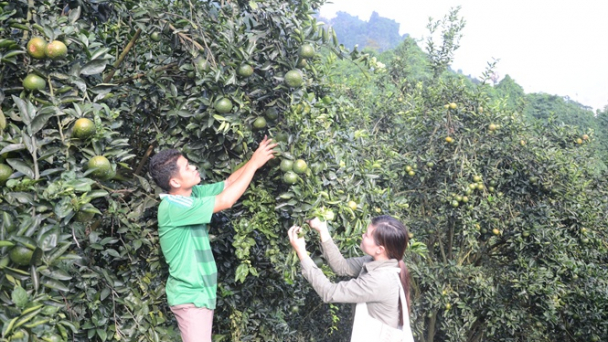 Chú ý khi sử dụng phân bón Ninh Bình khép kín cho cây có múi