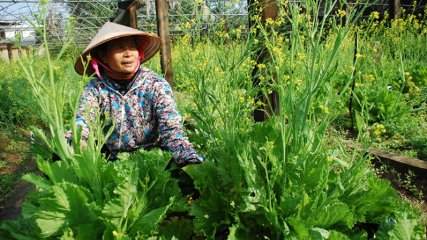 Hiệu quả bón phân cho rau đúng vụ và chuối trái vụ