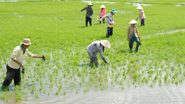 Thúc đẩy sản xuất lúa gạo bền vững