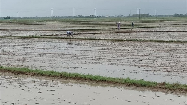 Mạnh tay cắt giảm hơn 15.000 ha gieo cấy vụ đông xuân