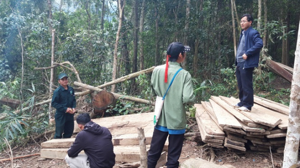Rừng bị phá, cơ quan chức năng lại điệp khúc... đang điều tra
