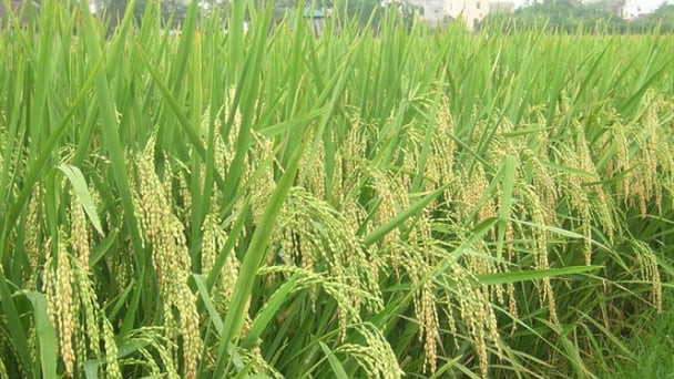 Phân NPK 17.8.8 + TE Ninh Bình 'thúc' năng suất lúa