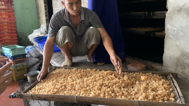 Nghề làm long nhãn xuất bán Trung Quốc ở Phương Chiểu