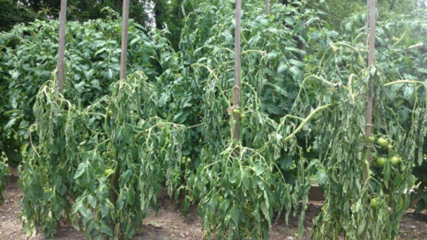 Bệnh héo xanh cây cà chua