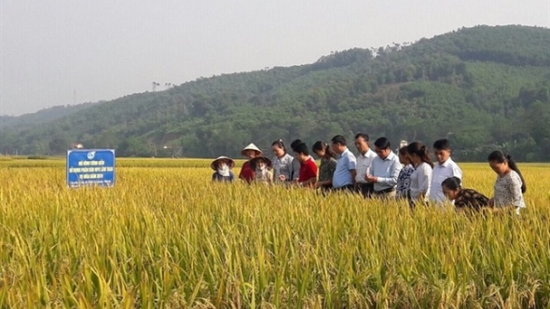 Hiệu quả bón phân NPK-S Lâm Thao khép kín