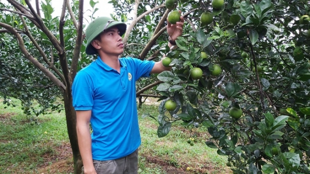 Cây có múi Nghệ An chưa xứng tiềm năng