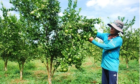 Bón phân cho vườn cây ăn trái vùng đất phèn - mặn