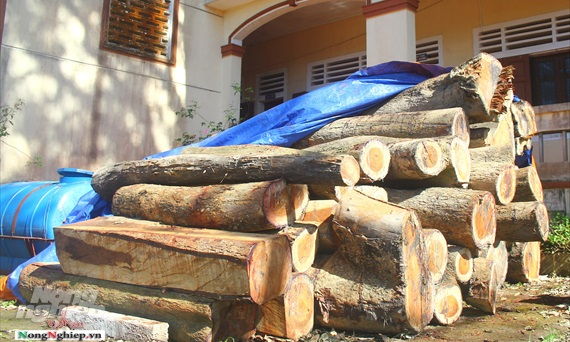 Giáng chức Hạt trưởng Kiểm lâm để lâm tặc phá rừng