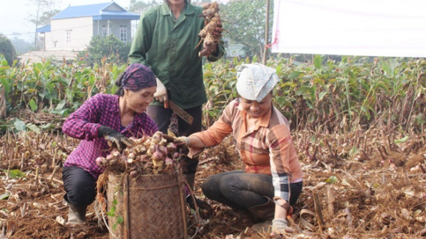 Vào mùa thu hoạch dong riềng