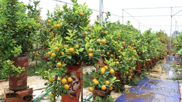 Quất bonsai độc và lạ thu hút khách hàng